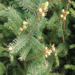 Kräutersteckbrief: Die Gundelrebe – Glechoma hederacea